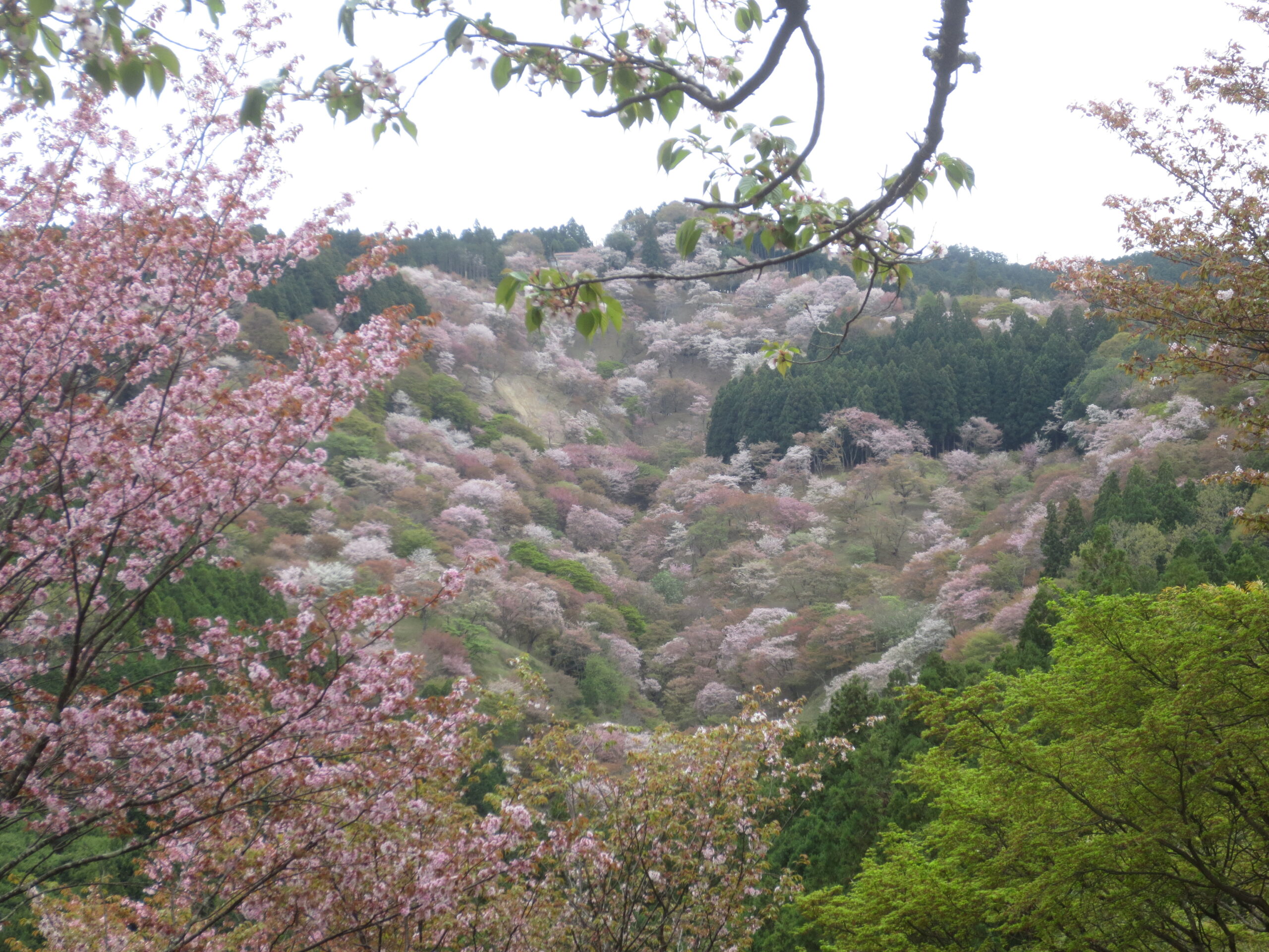 吉野山